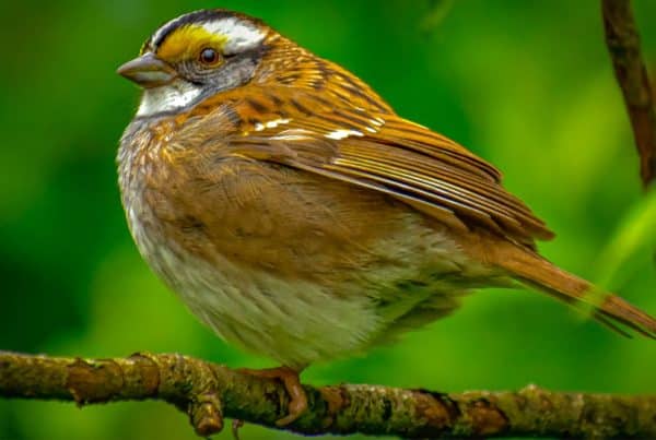 Sparrows At Bird Feeders